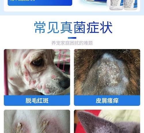 治疗猫猫长癣的有效药物（选择合适的药物关键在于...）