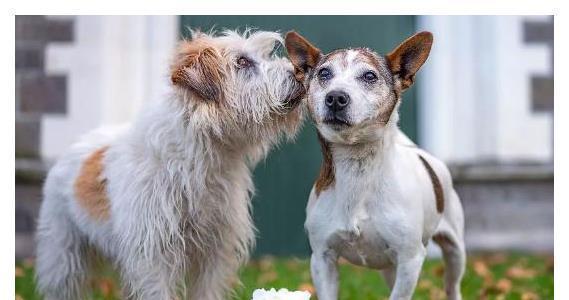 以犬交的注意事项（养犬者必读，让你与犬宠相处更加愉快）