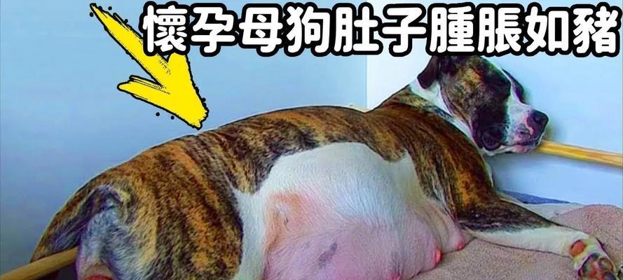 狗怀胎的症状与表现（了解狗狗怀孕的征兆及相关注意事项）