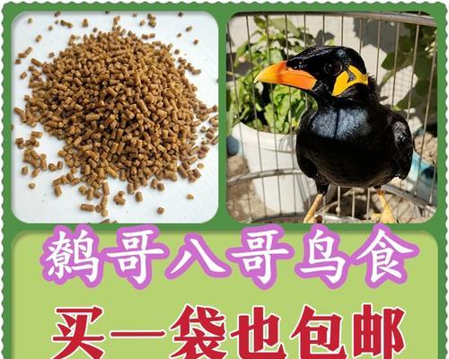 八哥为什么会学会说话？（揭秘八哥学说话的奥秘，解读动物语言交流能力）