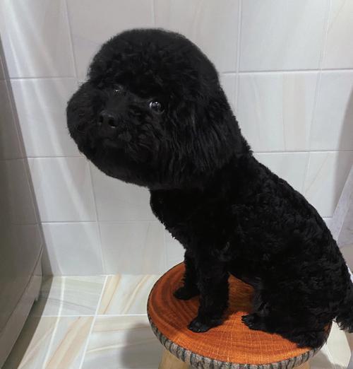 泰迪狗的成长轨迹（探寻泰迪狗成长中的变化与特点）