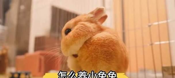 小兔子为什么不喝水的原因探究（解析小兔子水分摄取方式的科学原理）