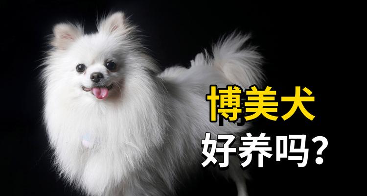 五个月大的博美犬应该吃什么？（科学饮食为宠物犬健康奠定基础）