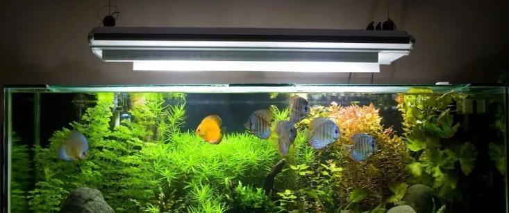 以水草需要什么颜色光（探讨水草生长对不同颜色光的需求）