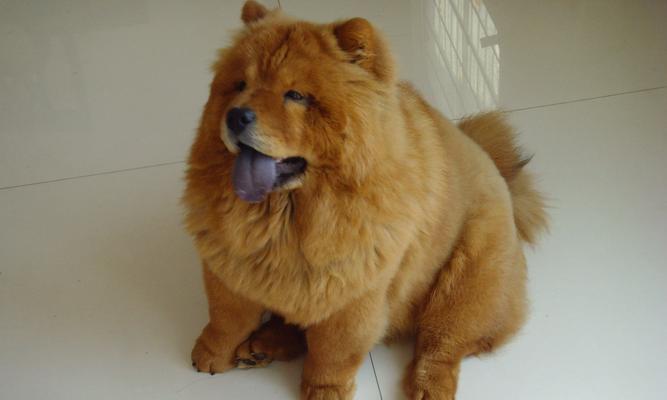 以松狮为主题的杂交犬种探究（探索松狮的起源、特点及培育过程）
