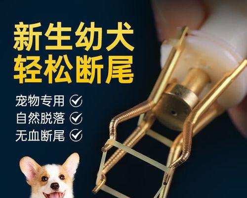 柯基断尾断到什么位置？（解析柯基断尾疑问，寻找断尾位置的关键）