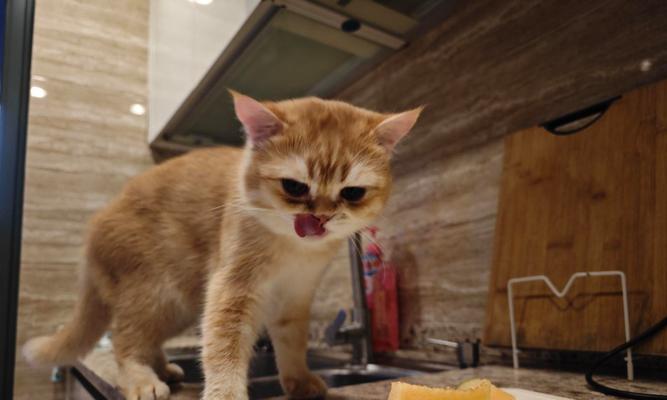 猫的食欲广泛？（探究猫的饮食偏好及相关风险）