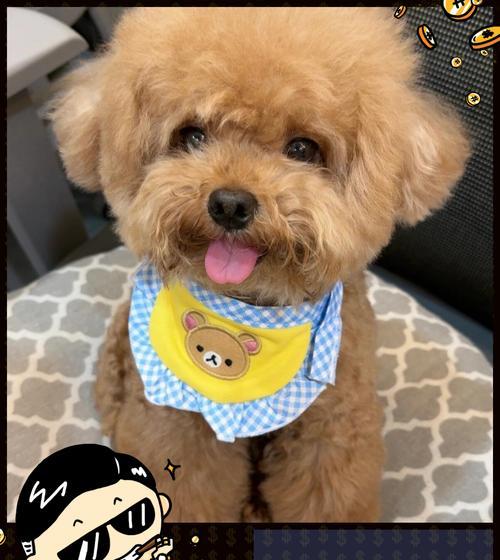 小泰迪出生一天的护理指南（关注幼犬健康成长的关键要点）