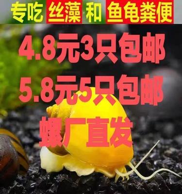 以斑马螺喂养为主题的文章（探索斑马螺的饲养需求与技巧）