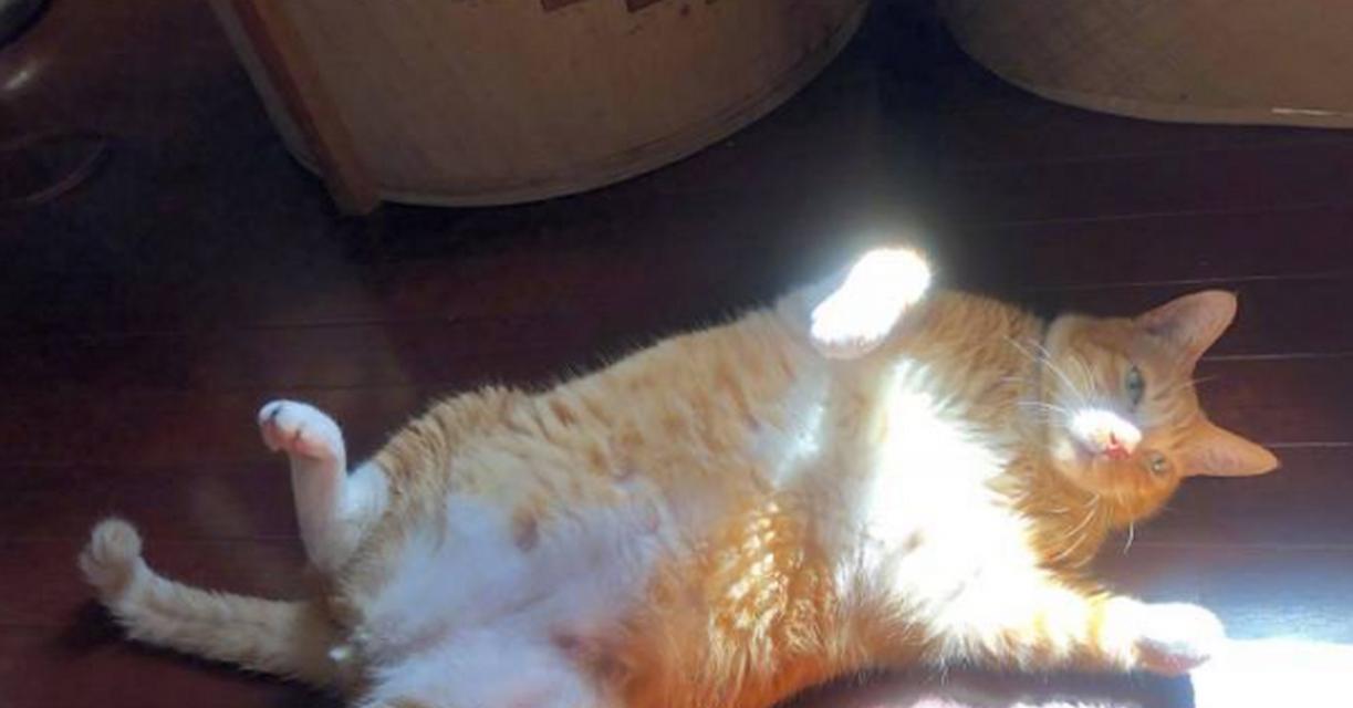 猫的心跳之谜（揭秘猫咪心脏的奥秘，探寻快速心跳背后的原因和影响）