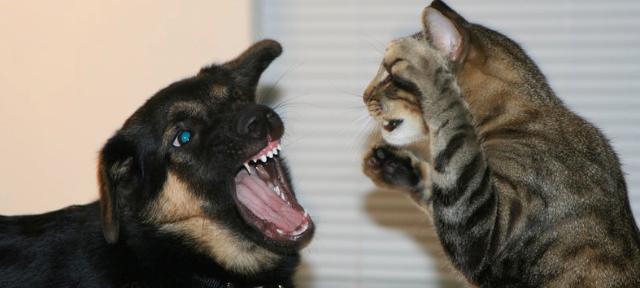 为什么猫比狗容易生病？（探究猫咪健康问题的原因及预防措施）