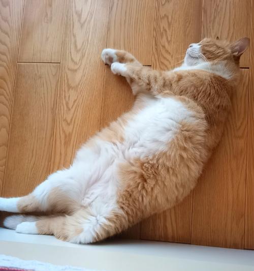为什么猫会在床上尿尿？（解析猫咪尿床的原因及应对方法）