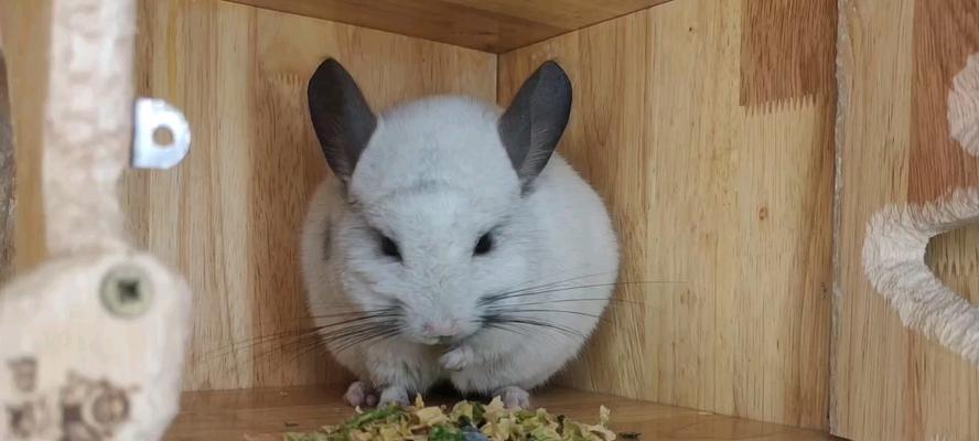 龙猫为什么喜欢侧着睡？（揭秘龙猫侧着睡的原因及其影响）