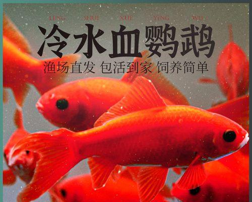 红鹦鹉的饮食需求与以鱼食为主的理由（红鹦鹉的健康饮食指南与选择适合的鱼类饲料）
