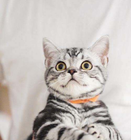 如何科学喂养美短幼猫（营养均衡的饮食对猫咪成长至关重要）