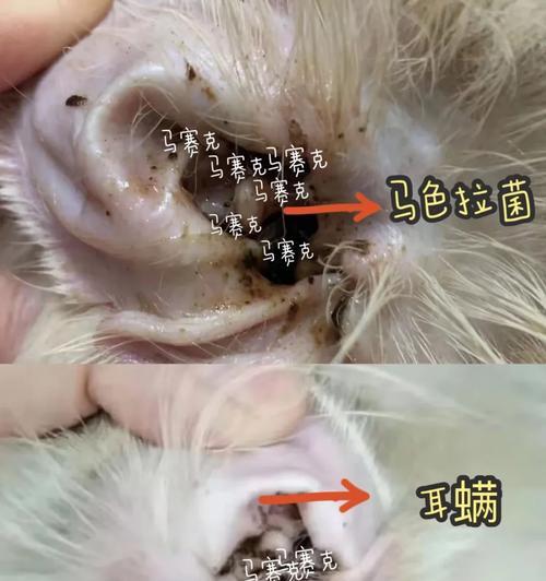 猫咪患有虫子的常见症状及防治方法（了解猫咪是否患有虫子，关键在于观察这些症状）