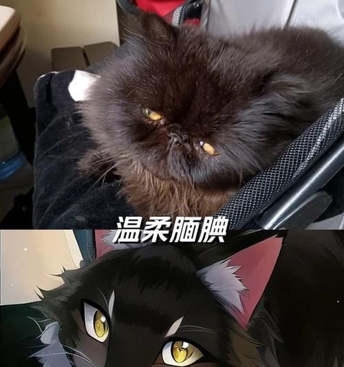 探秘波斯猫两只眼睛颜色不一样之谜（奇异而迷人的异色瞳孔，波斯猫身上的自然奇迹）