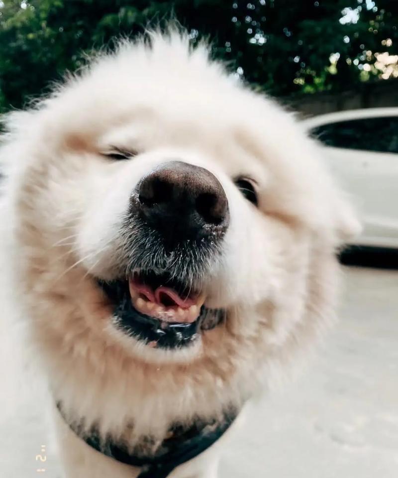 探秘萨摩耶为什么口水多（解析萨摩耶犬特有的口水分泌原因及对健康的影响）