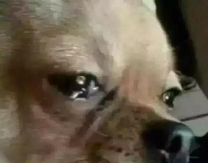 狗狗晚上哭的原因揭秘（探究狗狗晚上哭的原因及如何应对）