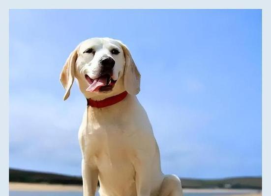幸运之犬（选择负责任的主人，让你的狗狗幸运一生）