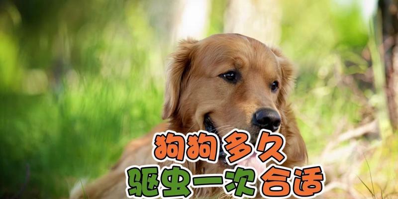 新生狗狗的驱虫时机与注意事项（养狗新手必读，关于狗狗驱虫的重要知识）
