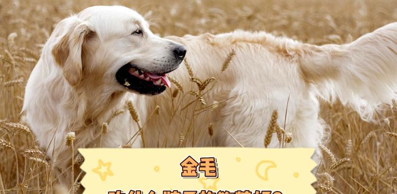金毛毛色差的原因及饮食调理方法（解析金毛狗狗毛色差异与合理饮食）