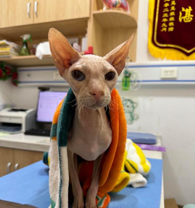 没有毛的猫——探索独特的品种（无毛猫的起源、特征和关注度）