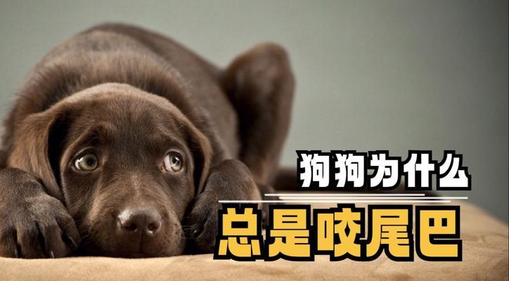 以小狗断尾的影响（为什么断尾会对小狗产生影响？）