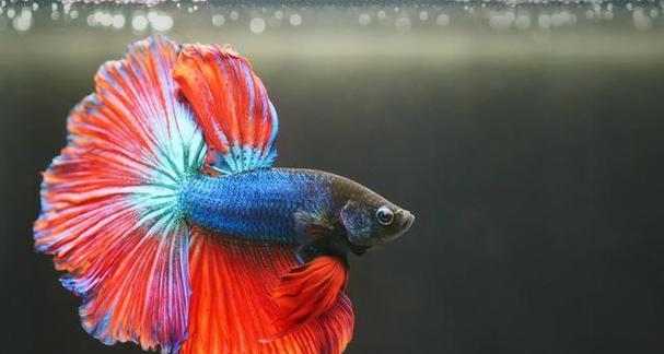 斗鱼养殖中品种选择的关键（探索最适合养殖的斗鱼品种及其特点）