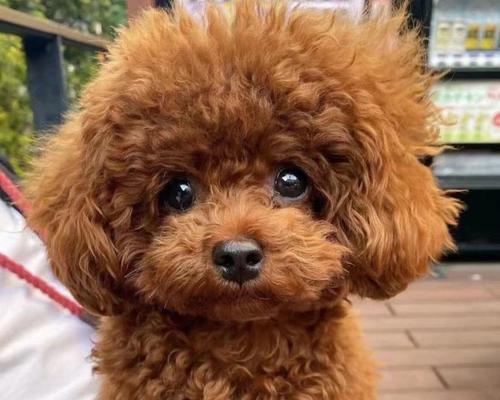 泰迪狗为何被认为不聪明？（解析泰迪狗智商谜团与养殖误区）