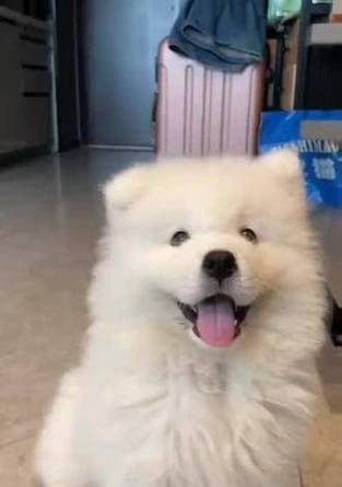 如何鉴别优秀的狗狗（了解优质狗狗的关键特征与品质）