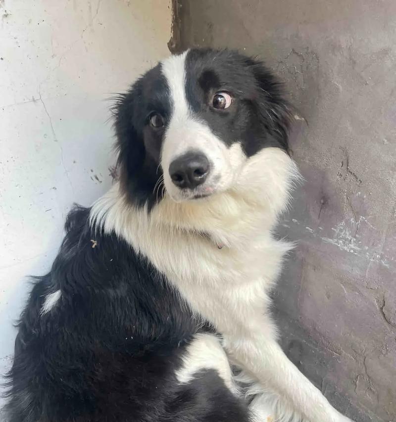 犬形相似动物（探索与狗外貌相似的动物种类与特征）