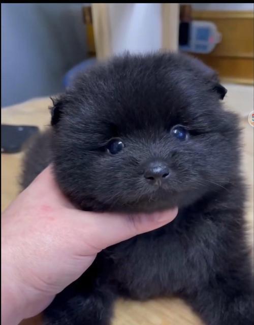 小型犬疫苗，守护宠物健康（选择适合小型犬的疫苗，为爱宠提供全面保护）