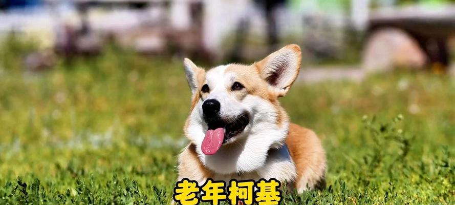 柯基换牙期的饮食指南（让你的柯基宝宝健康成长）