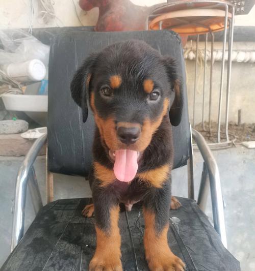罗威纳犬养育禁忌（什么人不适合养罗威纳犬？）