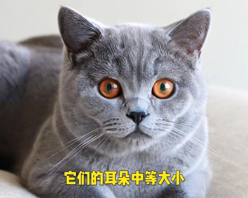 魅力无穷（探索异国短毛猫的独特之处和令人着迷的品质）