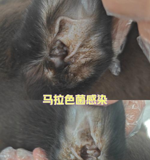 狗狗皮肤变黑，需要用什么药治疗？（狗狗皮肤变黑的原因及治疗方法解析）
