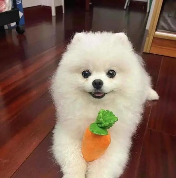 狗的外貌与吉凶（不吉利的狗长相与特征）