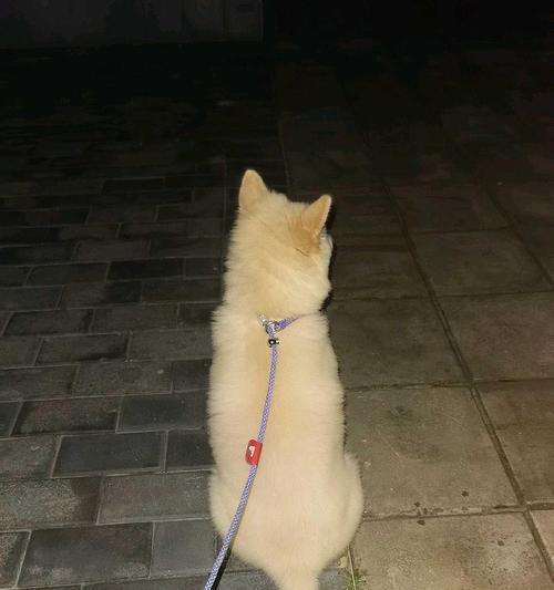 无味道的小宠物——一种别样的陪伴（寻找生活中的清新与宁静）