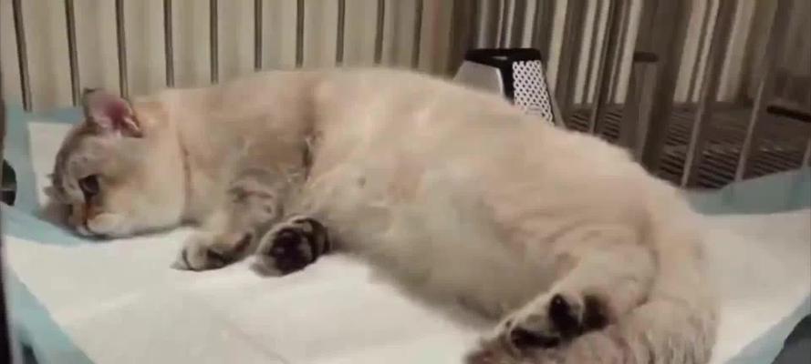 猫绝育后为什么老是饿？（探究猫绝育后食量增加的原因及如何管理）