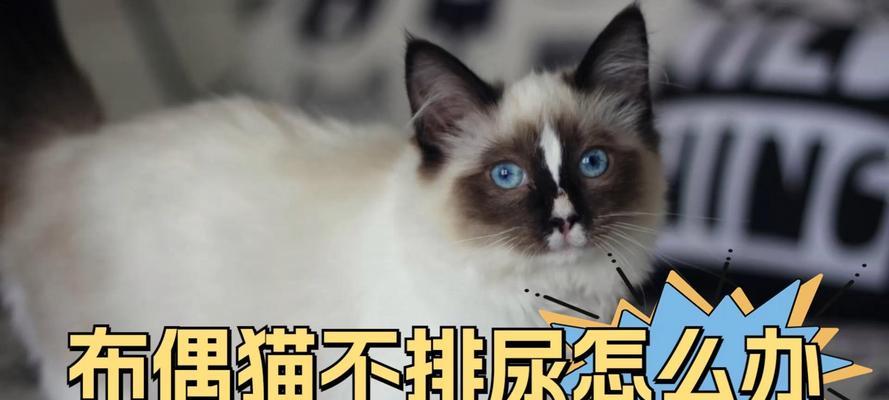 猫咪排尿时为何会叫？（探究猫咪排尿时发出声音的原因）