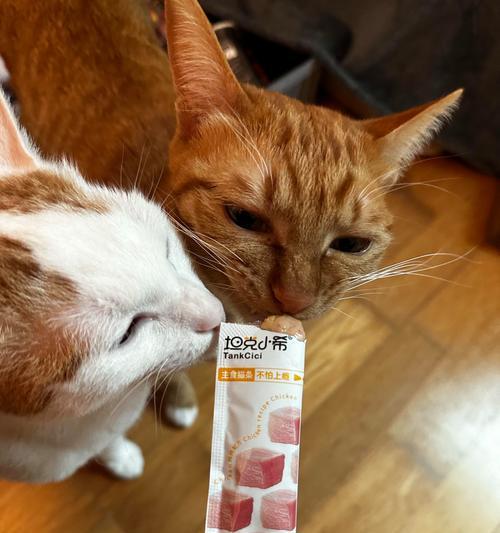 猫中毒应急处理手册（了解猫中毒原因与应对方法，救援你的爱猫）