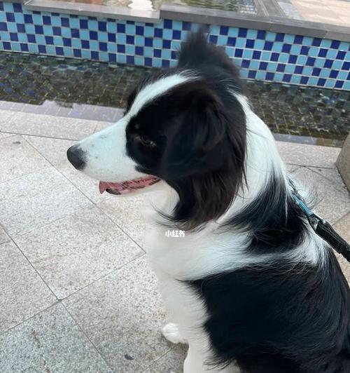 边牧的成熟时刻（从幼犬到成年犬，边牧何时会懂事？）