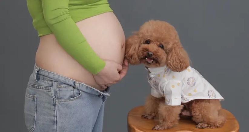 孕妇养狗的注意事项（孕期狗宠物带来的喜悦和挑战，关注健康与安全）