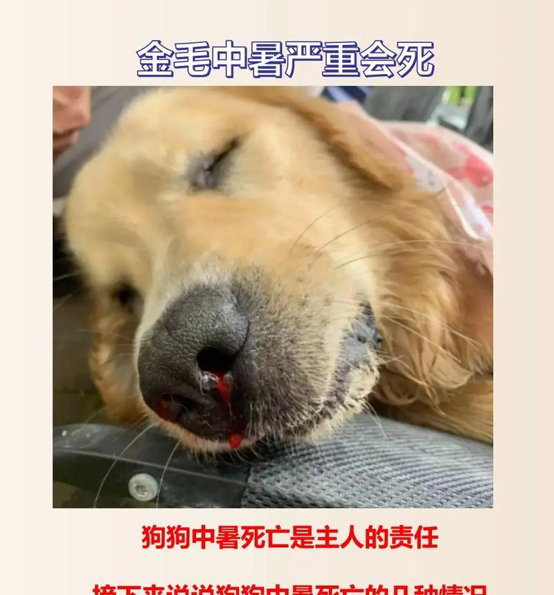 金毛宠物禁食列表——为您的毛孩的健康着想（了解金毛犬的禁食食物，让它们远离危险）