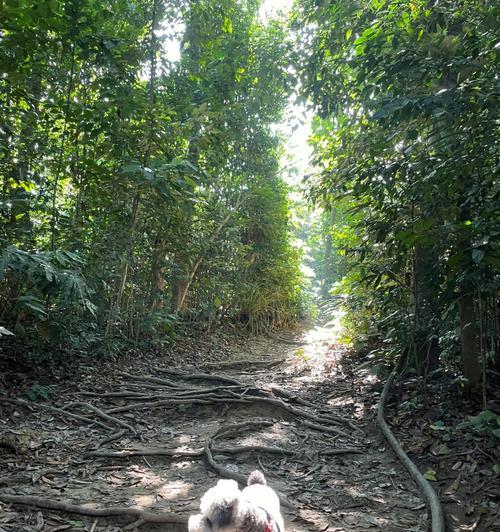 锻炼狗登山的好处（探索自然之旅，促进狗的身心健康）