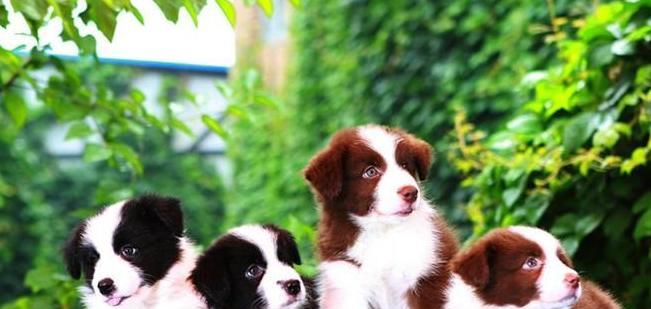 边境牧羊犬眼疾的治疗方法（保护您爱犬的视力，以让它继续为您工作和陪伴）