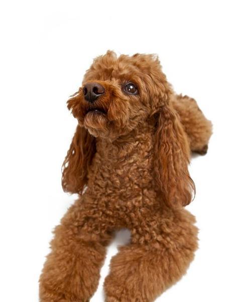 寻找不掉毛的小狗宠物（选择适合家庭的低掉毛犬种，给你一个清洁舒适的家）