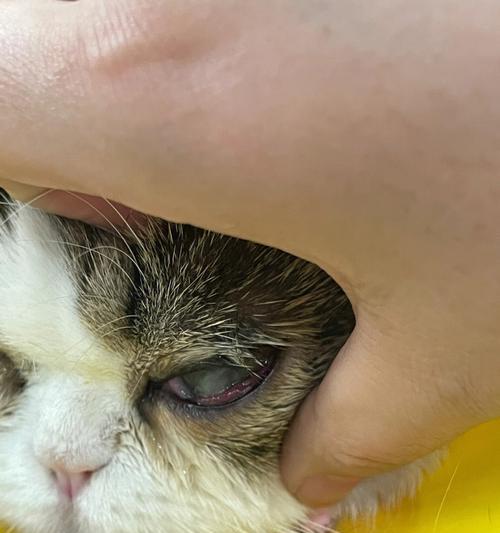 猫咪眼睛瞎了，是什么病？（了解猫咪失明的原因及应对方法）