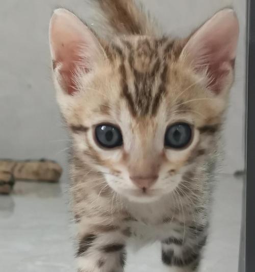 广东豹猫的饮食习性与喜好（探究广东豹猫的食物选择与偏好）